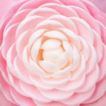 Camelia_edited-1